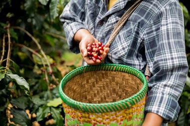 Arabica coffee plant