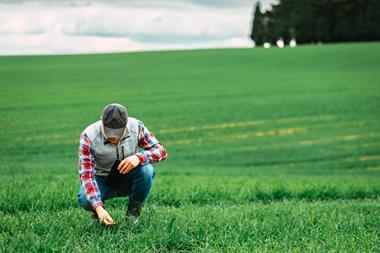 Farmer checking crops in lush green agricultural field