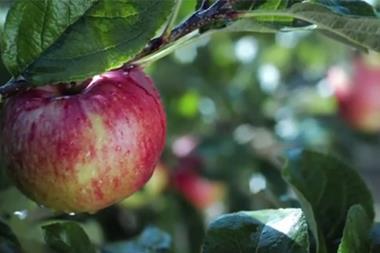 British apples in Waitrose ad