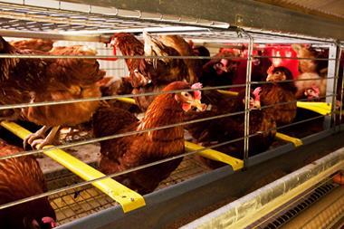 caged hen