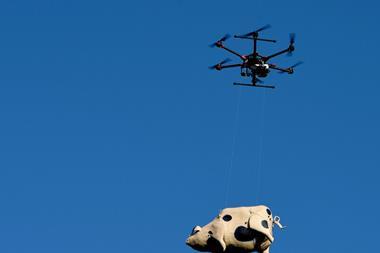 orchard pig drone