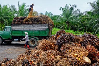 palm oil one use