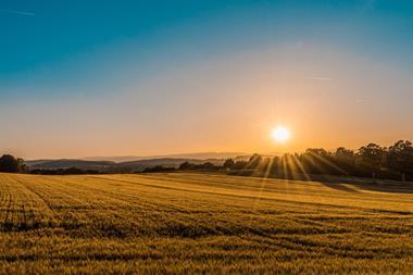 Field crops horizon sunset