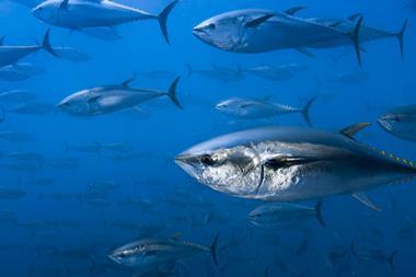 bluefin tuna fish