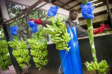 Banana Production Ghana