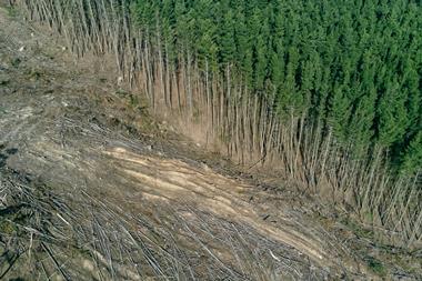 Deforestation forest trees