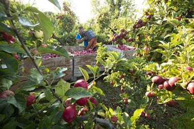 FSP_Loddington_Apple_Harvest_022