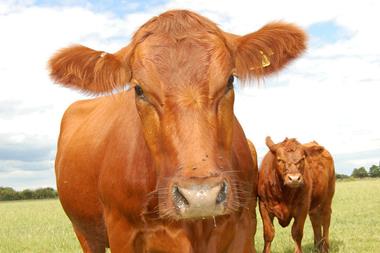 Beef Cattle 2_0001