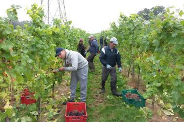 Bolney grape harvest
