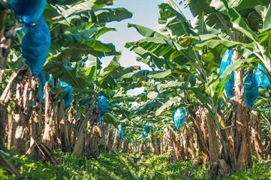 Fyffes Farm