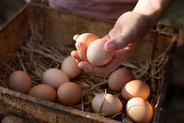 Woman collecting fresh chicken eggs, close-up of hands - Getty Images