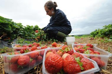 Migrant worker picking strawberries