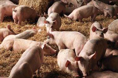 pig farm - getty