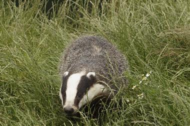 TB badger cull: the supermarkets have their say