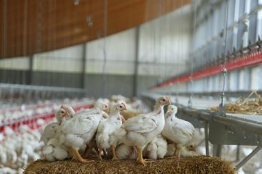Broilers in Windstreek system