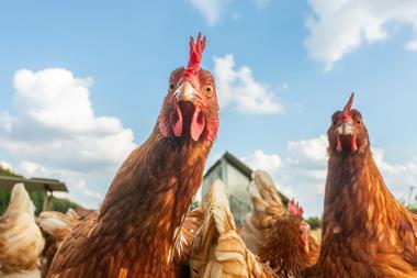 Curious free-range chickens looking into the camera - Getty