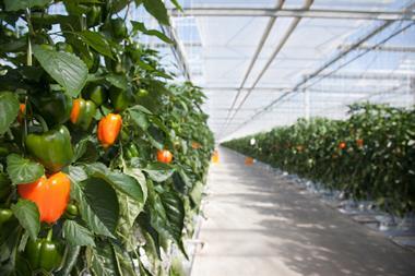 peppers in greenhouse- getty