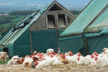 2 sisters organic chickens