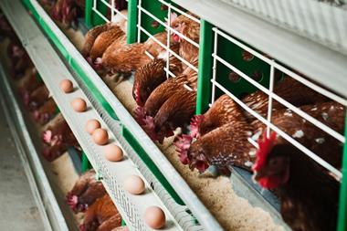 chicken farm cage GettyImages-184362512