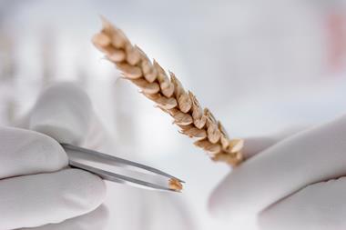 Scientist removing grain from wheat stem with tweezers - stock photo