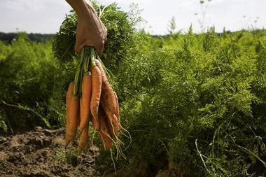 Organic Carrots