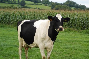 dairy cow