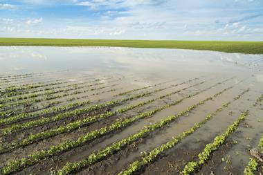 flooded field crops
