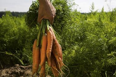 carrots farming