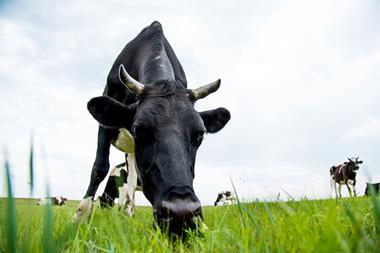 Cow GettyImages-615409228_0001