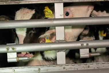 RSPCA live exports calves