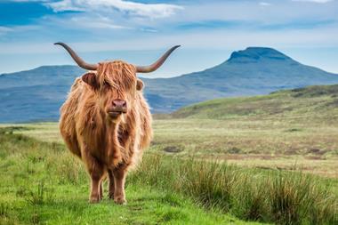 Highland cow Scotland
