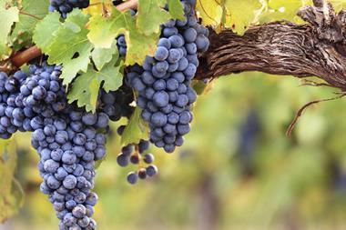 grapes vine wine