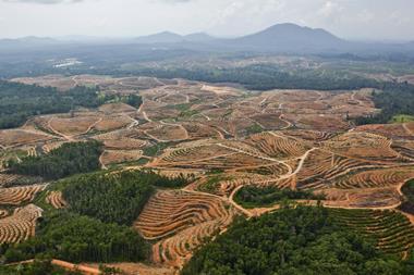palm oil deforesation