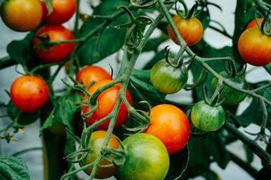 tomatoes unsplash