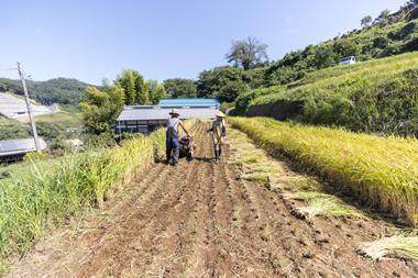 organic rice farm in Japan - Getty