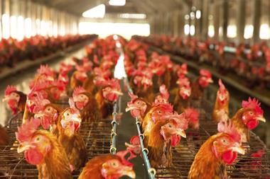 chicken worse then beef for environment, chickens in farm building