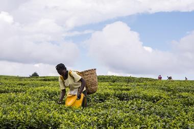 tea farm fairtrade farming kenya picker GettyImages-853943268