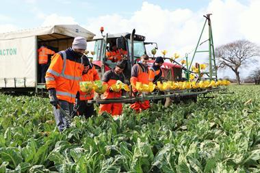 Workers in field cauliflower brassicas crops