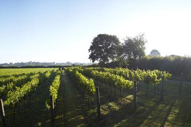 Chapel Down Vineyard