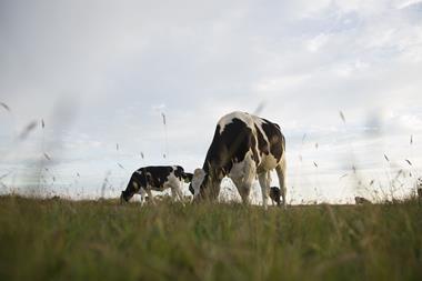Arla Cows on grass