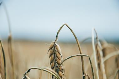 drought dry wheat crop