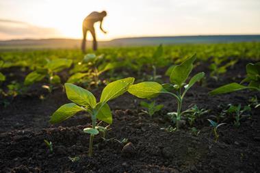 Farmer examining sunflower seedlings at sunset. - stock phot