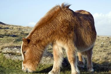 Dartmoor pony one use