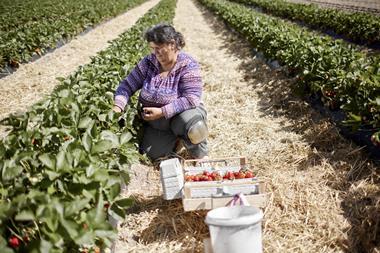 woman picking strawberries in a field