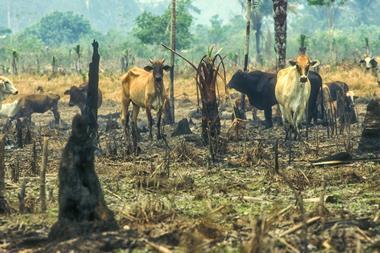 Deforestation GettyImages-1249034888