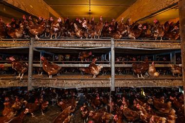 Chickens in a hen house on a farm in Somerset, England