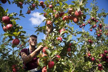 orchard apple picker worker