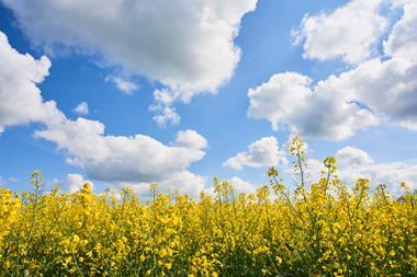 field of rapeseed