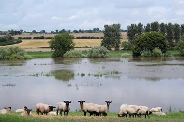 farm flooding sheep climate flood water