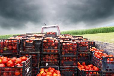 crates of tomatoes in field tractor farming vegetables crops